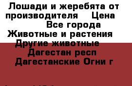 Лошади и жеребята от производителя. › Цена ­ 120 - Все города Животные и растения » Другие животные   . Дагестан респ.,Дагестанские Огни г.